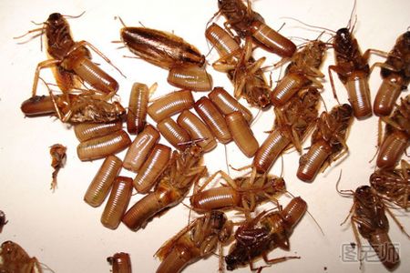 居家怎么防蟑螂 对付蟑螂的家用妙招