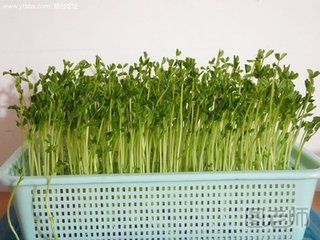 如何种植芽苗菜 芽苗菜的种植方法