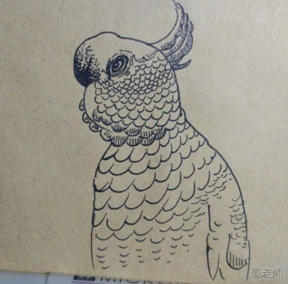可爱的鹦鹉彩绘画图解教程 鹦鹉彩绘画的画法