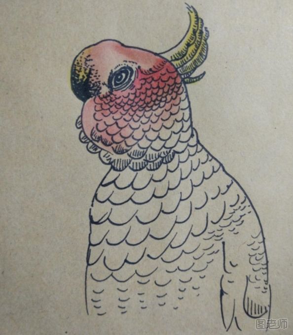 可爱的鹦鹉彩绘画图解教程 鹦鹉彩绘画的画法