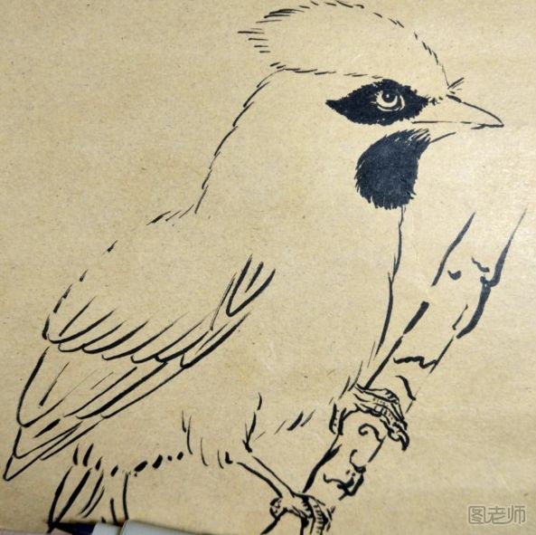 小鸟手绘画图解教程 小鸟手绘画的画法