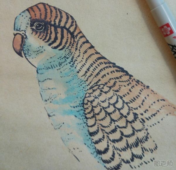 可爱的小鹦鹉彩绘画图解教程 小鹦鹉彩绘画的画法