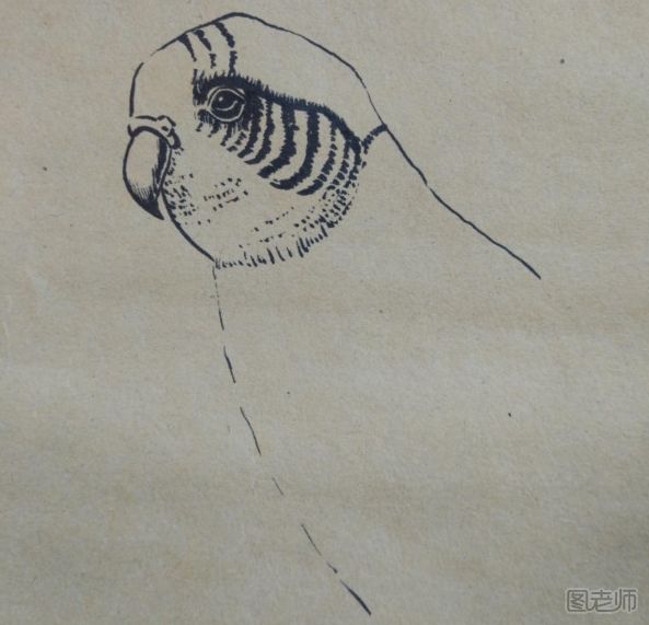 可爱的小鹦鹉彩绘画图解教程 小鹦鹉彩绘画的画法