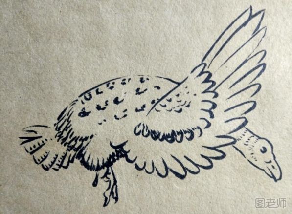 翱翔的大雁手绘画图解教程  大雁手绘画的画法
