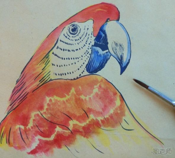 小鹦鹉彩绘画图解教程 小鹦鹉彩绘画的画法