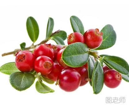 蔓越莓的功效有哪些 蔓越莓有什么作用