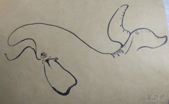 可爱的小鲸鱼彩绘画教程 小鲸鱼彩绘画的画法