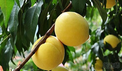 黄桃的功效有哪些 黄桃有什么作用