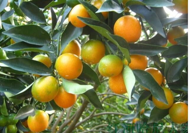 小金橘的功效有哪些 小金橘的作用是什么