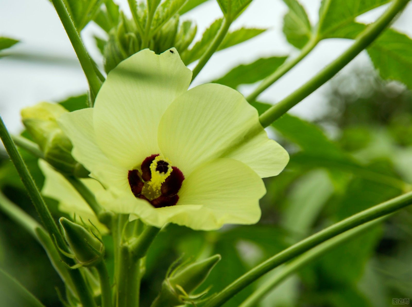 黄秋葵怎么养 黄秋葵的种植方法