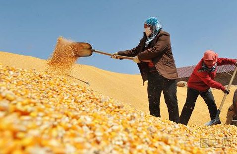 内蒙古一农民收购玉米被判刑 收购玉米为什么会获刑