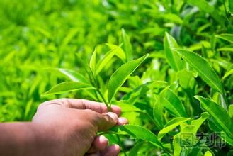 绿茶有什么功效 绿茶的功效是什么