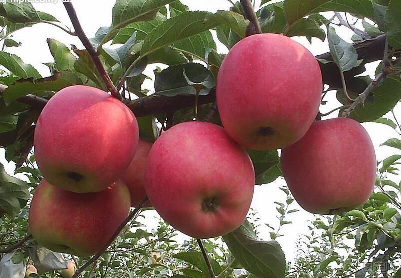 空腹吃苹果对身体好吗？什么时候吃苹果最减肥？