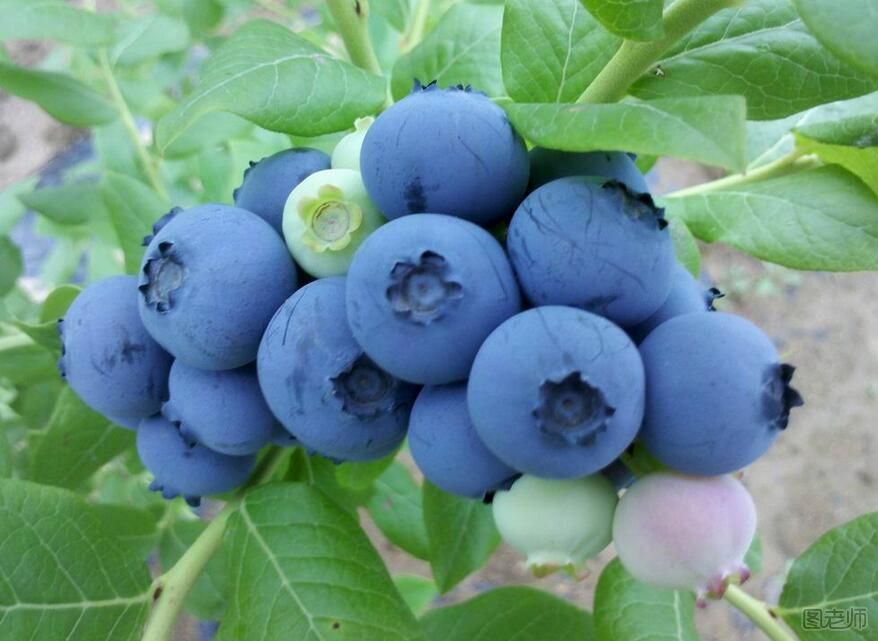 野生蓝莓的功效与作用