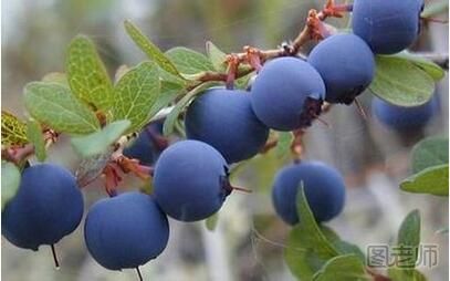 野生蓝莓的功效与作用