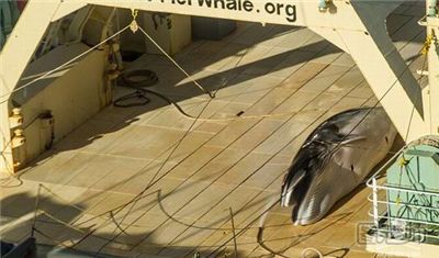 日本南极偷猎鲸鱼 日本人为什么非要吃鲸鱼