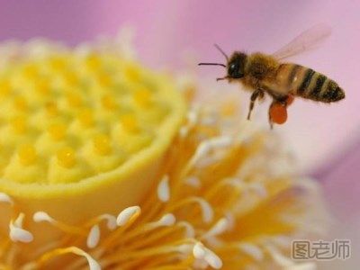 蜂花粉长期保存好吗