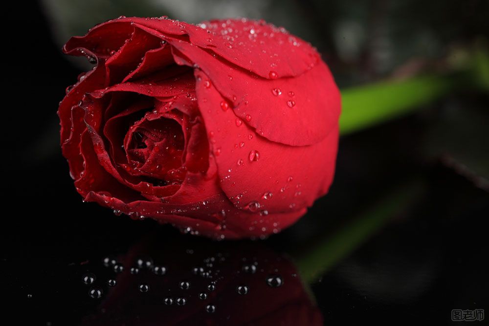 情人节送花不出错 十二星座女送什么玫瑰花最好 