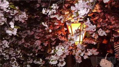 日本赏樱花的好去处 春季日本赏樱花攻略