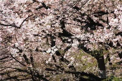 日本赏樱花的好去处 春季日本赏樱花攻略