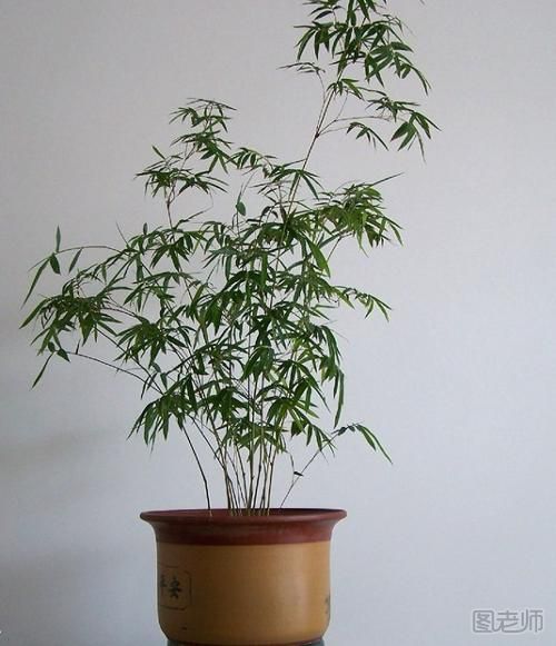 凤尾竹的养殖方法是什么