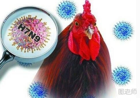 禽流感流行期间能吃鸡肉吗?煮熟了就可以吃了吗