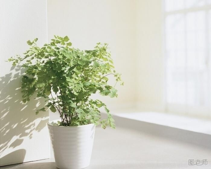家里植物如何摆放风水好- 家里养这些植物最合适