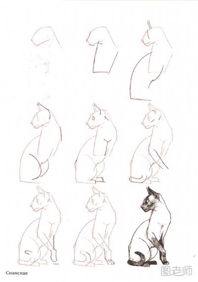 猫咪手绘教程：教你画生动的猫咪