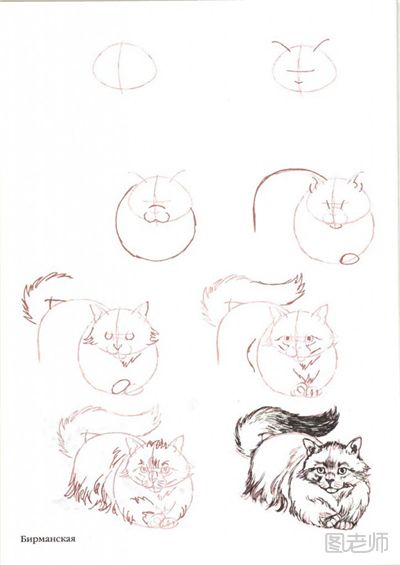 猫咪手绘教程：教你画生动的猫咪