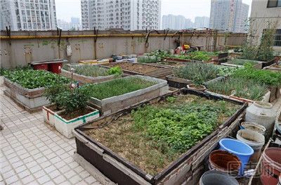 老大爷屋顶建花园养鱼种菜创意十足 屋顶种菜需要注意什么