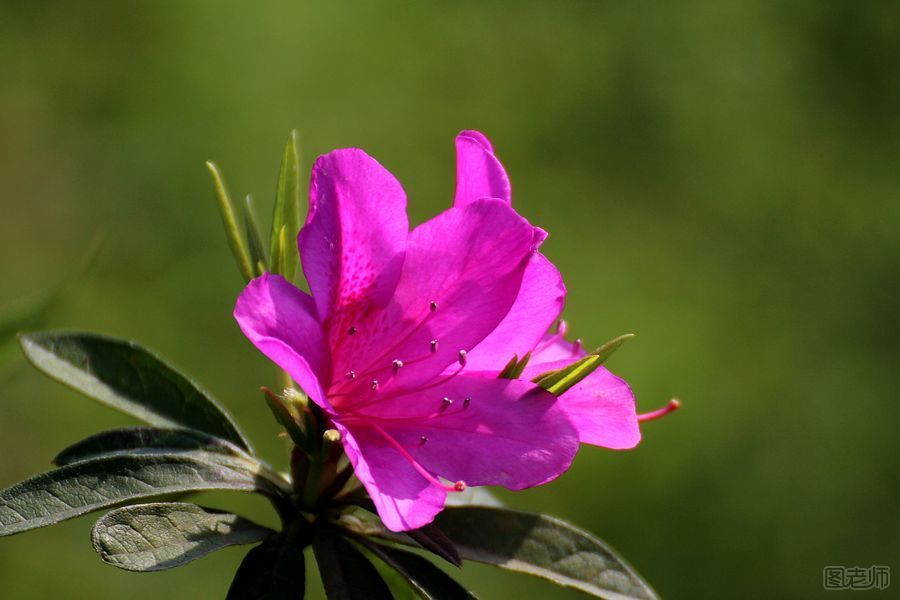 杜鹃花怎么养殖？杜鹃花种植方法及注意事项