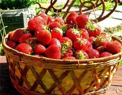 春季摘草莓要注意什么 春季摘草莓的注意事项