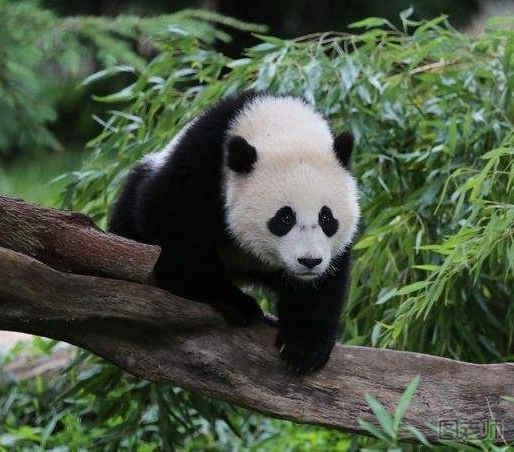 熊猫瘦成皮包骨 怎么饲养大熊猫