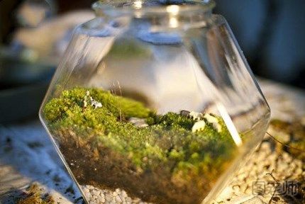 手工苔藓瓶怎么做？日本苔藓盆景微景观生态瓶教程视频
