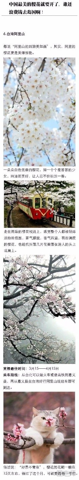 中国最美樱花就要开了 中国赏樱花的好去处