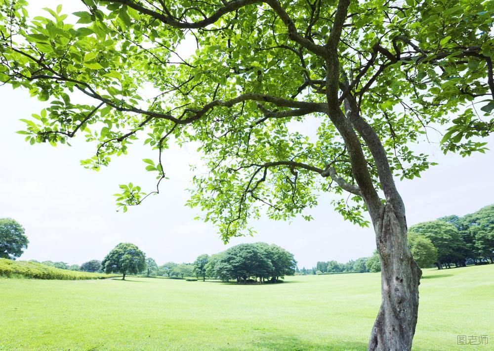 植树节种什么树 10种空气净化能力超强的树