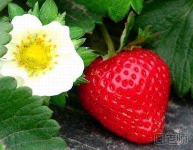 草莓种子怎么种 草莓的两种种植方法