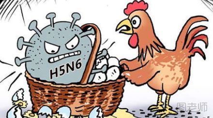 禽流感期间能吃鸡吗 禽流感时期仍可放心吃鸡