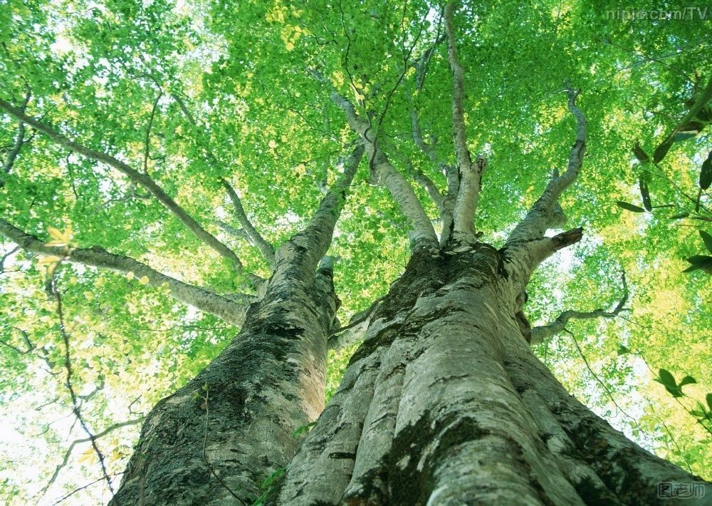 植树节种什么树 10种空气净化能力超强的树