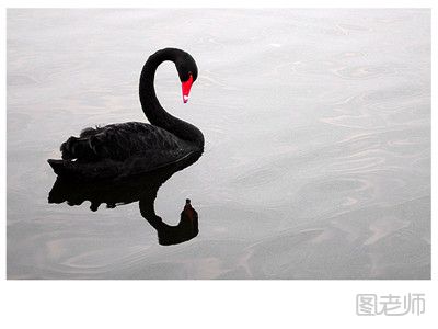 扬州瘦西湖黑天鹅被人虐待伤害 如何正确饲养黑天鹅