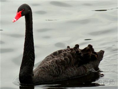 瘦西湖黑天鹅家族添5宝宝专人保护 黑天鹅怎么养
