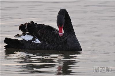 扬州瘦西湖黑天鹅被人虐待伤害 如何正确饲养黑天鹅