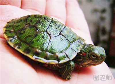 乌龟怎么养 乌龟的饲养方法