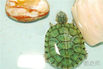 小乌龟怎么养 养小乌龟的正确方法