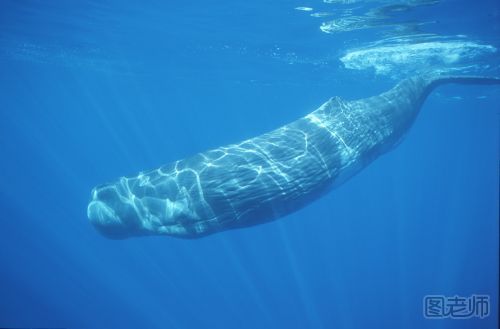 解救被困抹香鲸 抹香鲸是什么哺乳动物