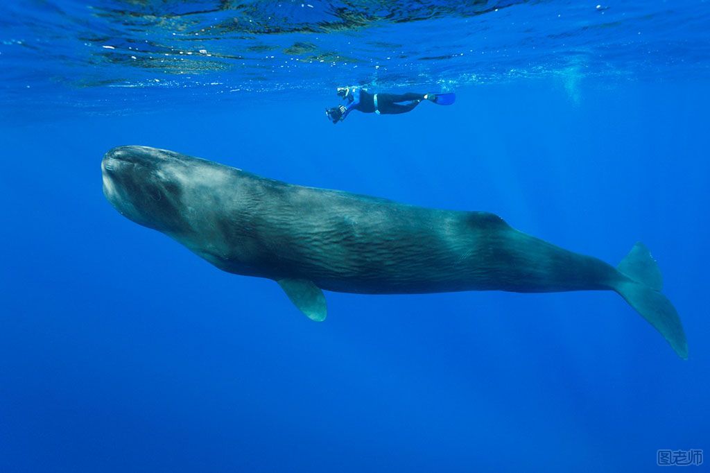 解救被困抹香鲸 抹香鲸是什么哺乳动物
