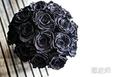 黑玫瑰怎么养 如何养殖黑玫瑰