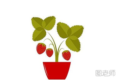 如何种植盆栽草莓