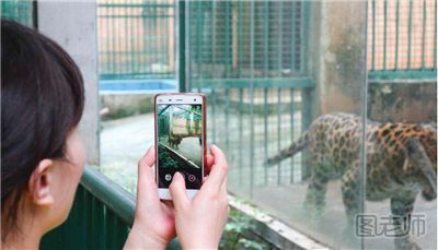 美国动物园狮子偷袭孩子未得逞 动物园游玩要注意什么听劝阻 动物园游玩要注意什么