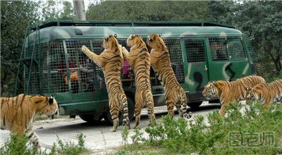 野生动物园游客带孩子下车不听劝阻 动物园游玩要注意什么